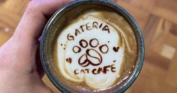 Gateria Cat Cafe - Foto 2
