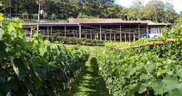 Quinta do Olivardo - São Roque - Foto 2