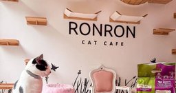 Ronron Cat Café - Foto 2